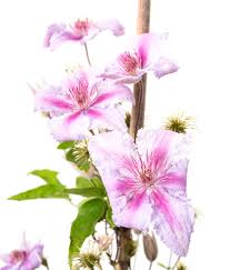 Maybe you would like to learn more about one of these? Italienische Waldrebe Marmorie Clematis Viticella Marmorie Gunstig Online Kaufen