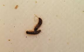 In the seams of chairs and couches, between cushions, in the folds of curtains. Ask The Expert The Link Between Dermestids And Rodents Pest Management Professional Pest Management Professional