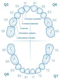 Image result for Dentition