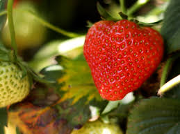 Erdbeeren richtig pflücken & waschen. Hessen Karte Auf Diesen Feldern Gibt Es Erdbeeren Zum Selbstpflucken Hessenschau De Freizeit