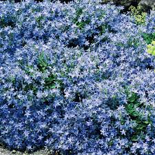 Serbian Trailing Bellflower Michigan Bulb Company Ground Cover Plants Drought Resistant Plants Plants