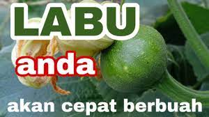 Pada kebiasaan, buah durian boleh mencapai 30 cm (12 in) panjang dan 15 cm (6. Cara Agar Labu Cepat Berbuah Youtube