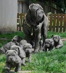 Adopt a rescue dog through petcurious. Neapolitan Mastiff Puppies For Sale Des Moines Ia 113281