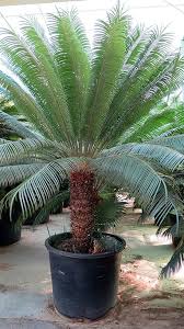 Image result for Cycas