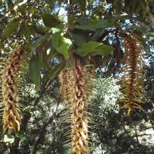 Image result for Faurea