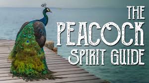 Maybe you would like to learn more about one of these? Peacock Spirit Guide Ask The Spirit Guides Oracle Totem Animal Power Animal Magical Crafting Youtube