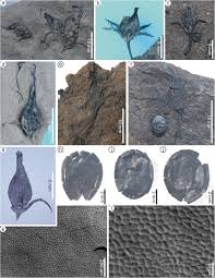 Image result for Hionanthera