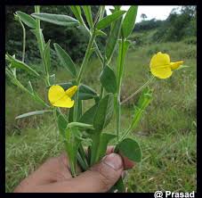 Image result for Crotalaria valida