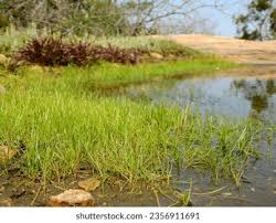 Image result for Isoetaceae