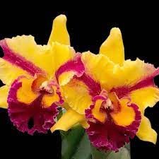 Cattleya Rlc Siam Fancy Cattleya Orchid Cattleya Orchid Plants