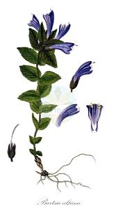 Image result for Buchnera leptostachya
