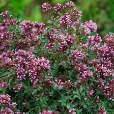 Image result for Origanum
