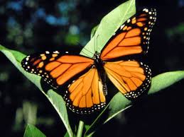 Types Of Butterflies There Are Six Primary Types Of Butterflies Found In North America And Then Butterfly Symbolism Butterfly Spirit Animal Butterfly Meaning