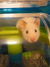 They have to watch to ensure the female allows him into her space and. Syrian Hamster Breeder Home Facebook