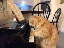 Cat Pet Cute Piano Grappige Dierenplaatjes Grappige Dieren Grappig