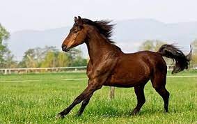 Search horses for sale using search criteria most important to you. Florida Horses For Sale Quarter Horses All Breeds