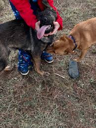 UPDATE: He's with a foster now. Found off Lakeland and Spillway. Please  help us get him home for Christmas! I can't keep him at my house so if his  owner isn't identified