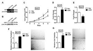 Human growth hormone (hgh) also known as somatotrophin is classified as a polypeptide hormone. Ijms Free Full Text Autocrine Human Growth Hormone Promotes Invasive And Cancer Stem Cell Like Behavior Of Hepatocellular Carcinoma Cells By Stat3 Dependent Inhibition Of Claudin 1 Expression