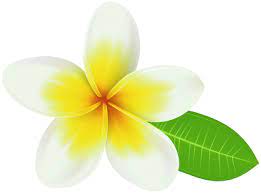 Plumeria Png Transparent Clip Art Image Clip Art Art Images Plumeria