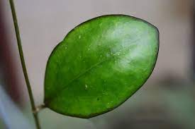 Hoya Mb1268 Is Hoya Nathalie H Erythromstemma X H Joy Hoyagarden