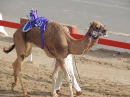 The easiest ways to get where you need. Al Wathba Camel Racetrack In Abu Dhabi Holidaycheck