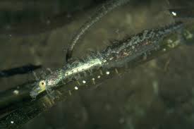 Image result for Cissus humbertii