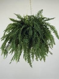 Close Up Of A Boston Fern Plant Growing In A Hanging Basket Nephrolepis Exaltata Photographic Print G Cigolini Allposters Com In 2020 Best Indoor Plants Plants Hanging Plants