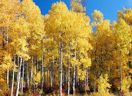 The buds form early and are full grown by. With It S Bright White Bark And Dark Green Leaves That Turn Yellow In The Fall Birch Trees Are A Real Fall Stun White Birch Trees Birch Tree Leaves Birch Tree