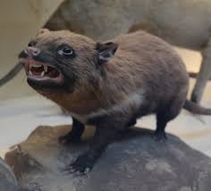 El diablo o demonio de tasmania es una especie del género sarcophilus. Sarcophilus Laniarius Prehistoria Fandom Fandom