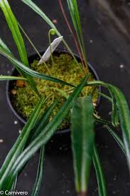 Image result for Elaphoglossum lancifolium