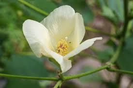 Image result for Astripomoea lachnosperma