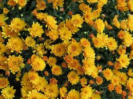 Aesthetic Black And Yellow Flowers It S A Wonderful Thought That Every Day Has Something To Celebrate Honey Butter A Book By Young Autho Yellow Aesthetic Hufflepuff Aesthetic Yellow Flowers