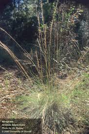 Image result for Aristida bipartita