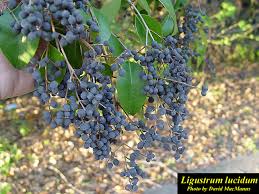 Image result for Ligustrum lucidum