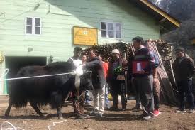 ^ yak, animal genetics training resources version ii: Hope For Healthy Yak Rides On Druk The Yak Bull From Bhutan Raised In Sikkim The New Leam