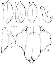 Image result for Polystachya greatrexii