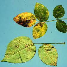 Rust is often a problem with roses, but can also attack carnations. Rose Rust Wisconsin Horticulture