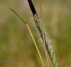 Image result for Heteropogon contortus