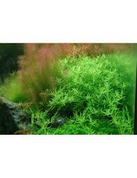 Image result for Rotala fontinalis