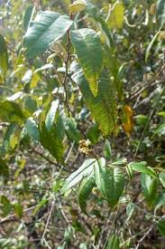 Image result for Croton dichogamus