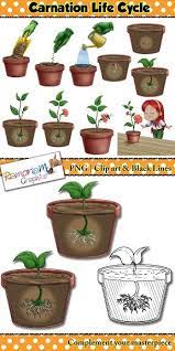 Flower Life Cycle Clip Art Flower Life Cycle Plant Life Cycle Life Cycles