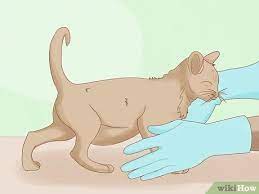 Stomach cancer is usually asymptomatic early on, or causes vague symptoms like bloating severe tenderness may prompt a cat scan to exclude an abscess. How To Identify Worms In A Cat 14 Steps With Pictures Wikihow