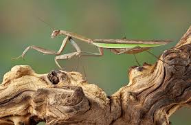 Search on info.com for animals with no backbones. What Is An Invertebrate An Invertebrate Is An Animal Without A Backbone