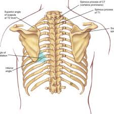 Surface markings of the thorax. Bony Surface Landmarks On The Back Note The Area Of The Triangle Of Download Scientific Diagram