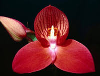 Image result for Disa fragrans