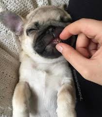 funny dogs aesthetic 31 ideas dogs funny funny dog pictures sleeping dogs dogs aesthetic