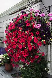 For sun and heat, you'll love. A Mother S Day Hanging Basket Cherry Trees For Containers The Seattle Times