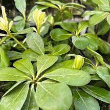 Image result for Pittosporum tobira