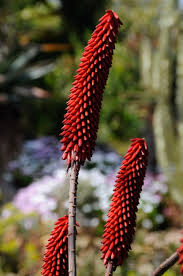 Image result for Aloe excelsa