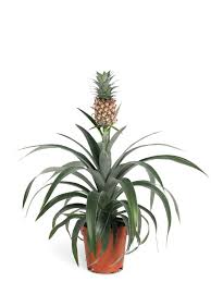 Image result for Ananas